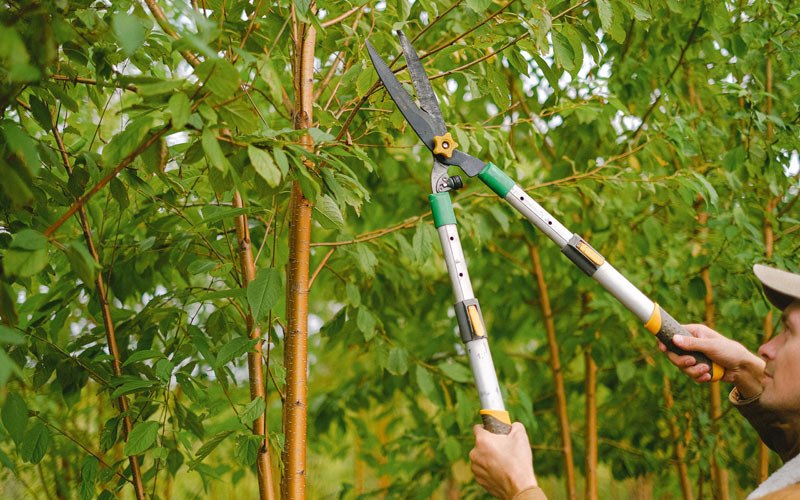 Tree trimming in Bunola, PA